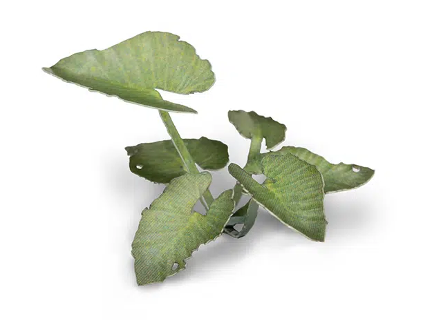 GGR GGLP-EE ITEM IMAGE 3
