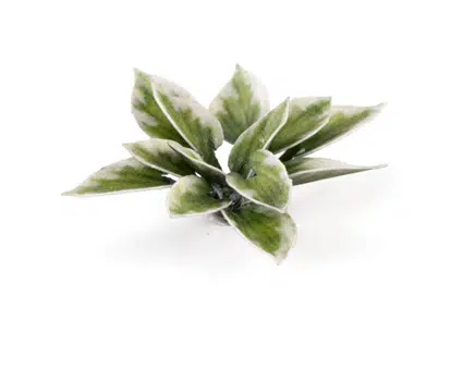 GGR GGLP-PL ITEM IMAGE 3