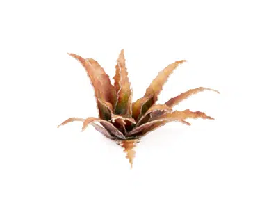GGR GGLP-RA ITEM IMAGE 3