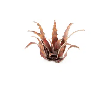 GGR GGLP-RA ITEM IMAGE 4