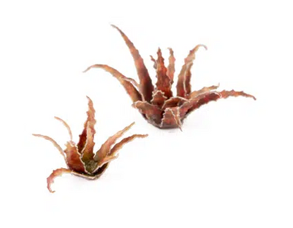 GGR GGLP-RA ITEM IMAGE 5