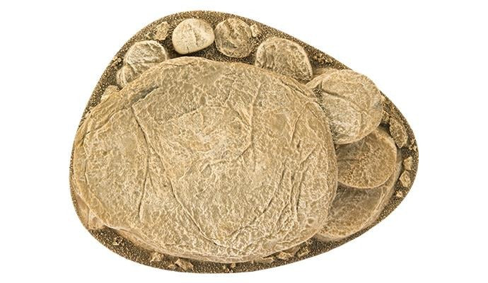 FOW BB606 ITEM IMAGE 4